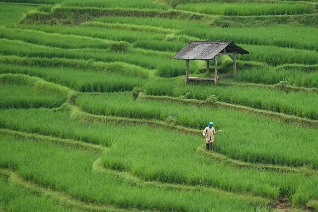 Comprendre les différents types de remorques agricoles