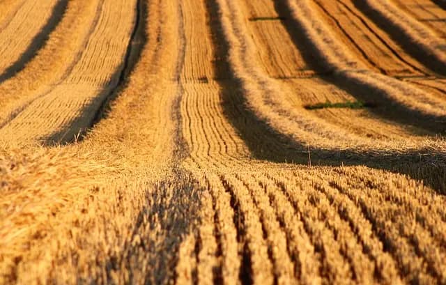 Comment bien choisir une remorque agricole pour votre exploitation