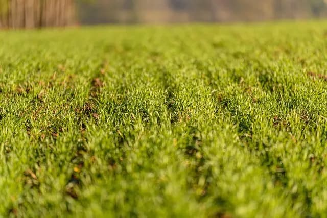 Comment choisir une remorque agricole pour vos besoins spécifiques