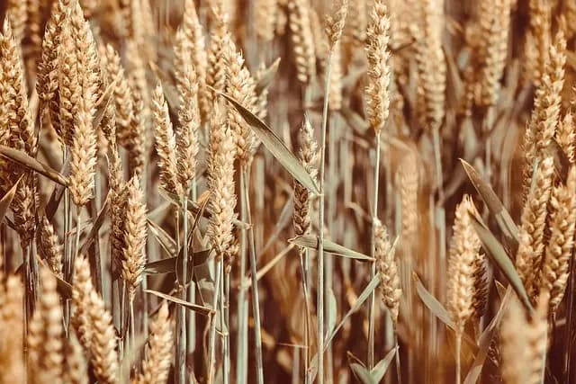 Top 10 des remorques agricoles à connaître pour votre exploitation