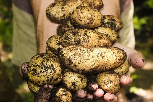 Les remorques agricoles à benne basculante : avantages et inconvénients