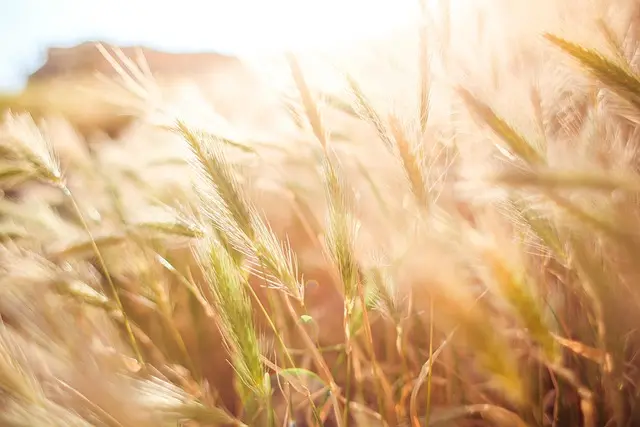 Comment choisir la remorque agricole adaptée à votre exploitation