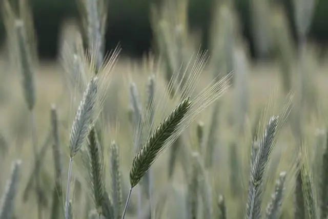 Les remorques agricoles à benne basculante : avantages et usages