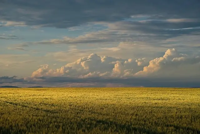 Pourquoi choisir une remorque agricole à plateau pour votre exploitation ?