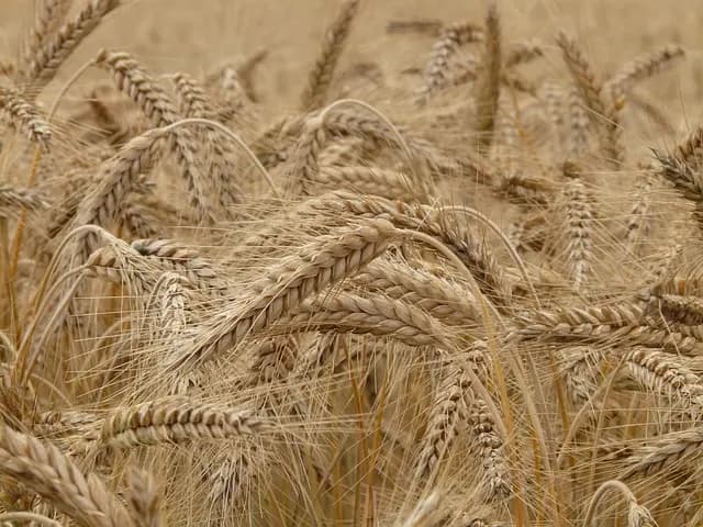5 caractéristiques essentielles d'une remorque agricole de qualité