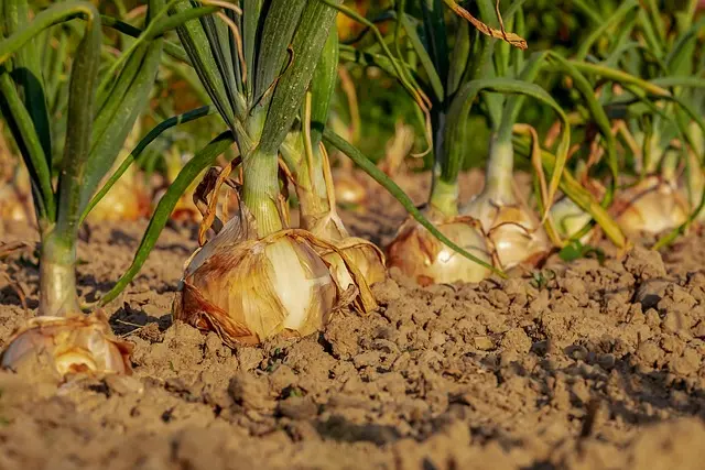 Comment bien atteler votre remorque agricole : Guide complet