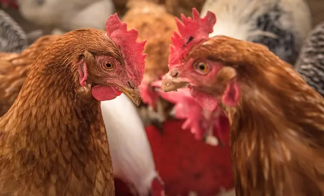Comment bien choisir les pneus pour votre remorque agricole
