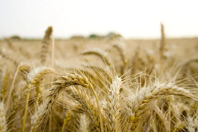 Comment choisir la remorque agricole adaptée à votre terrain