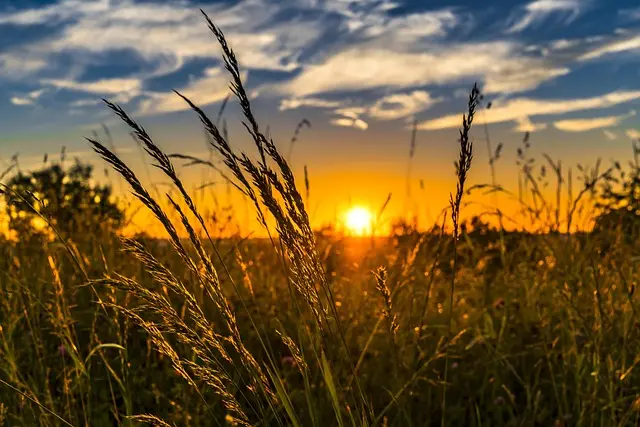 Les remorques agricoles à benne : avantages et inconvénients