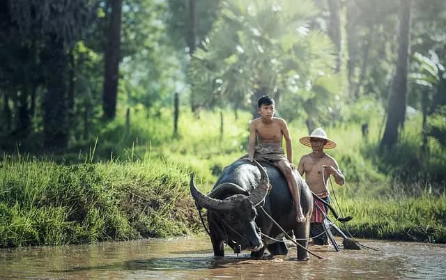Avantages et inconvénients des remorques agricoles à benne