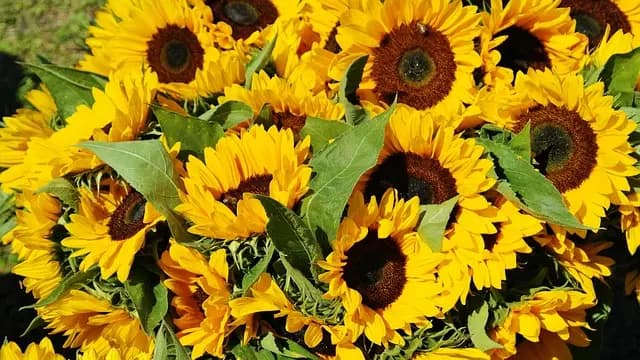 Comment choisir la remorque agricole idéale pour votre exploitation