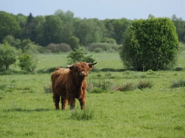 Les remorques agricoles modulables : Flexibilité et innovation