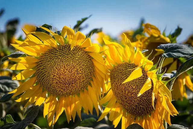Les remorques agricoles à benne : avantages et utilisations