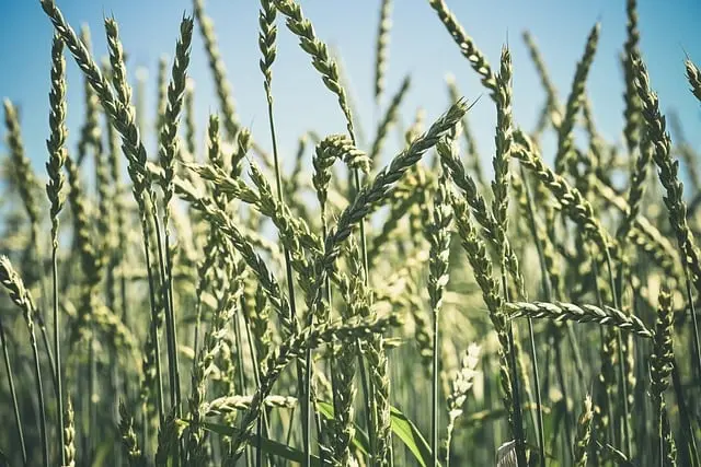 5 conseils pour choisir la remorque agricole idéale