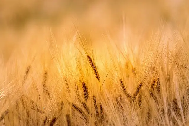 Les remorques agricoles à déchargement latéral : avantages et inconvénients