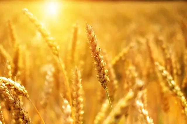 Comment choisir la taille de remorque agricole idéale