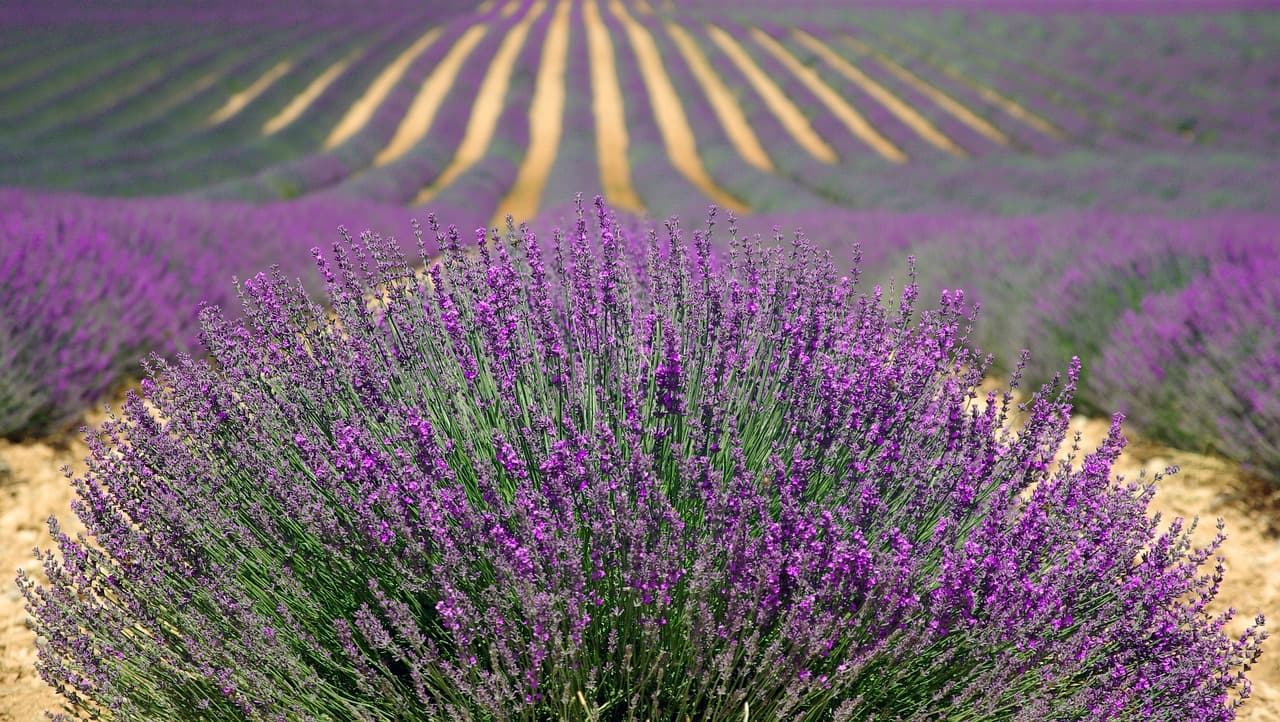 Les remorques agricoles polyvalentes : un atout pour votre exploitation