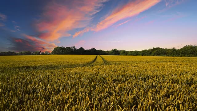 Comment bien choisir sa remorque agricole pour un usage efficace