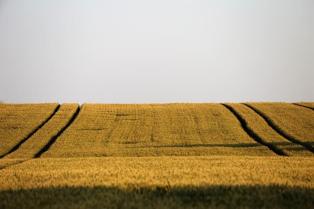 Comparatif des remorques agricoles à benne vs à plateau