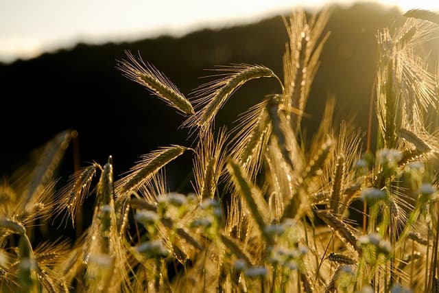 Les avantages des remorques agricoles modulables pour votre exploitation