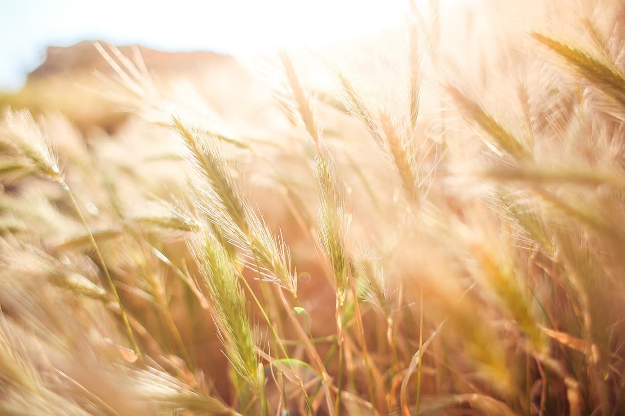 Acheter une remorque agricole : 5 questions à poser