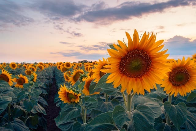 Comment choisir les pneus adaptés pour votre remorque agricole