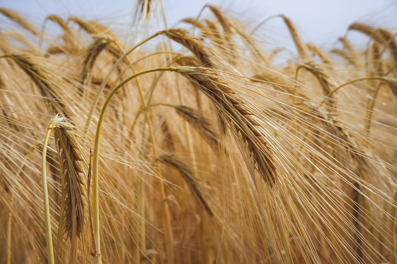 Les avantages des remorques agricoles à benne basculante
