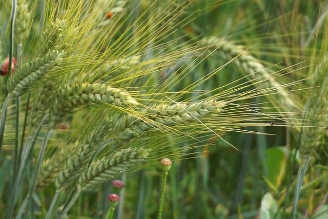 Les meilleurs types de remorques agricoles pour votre exploitation