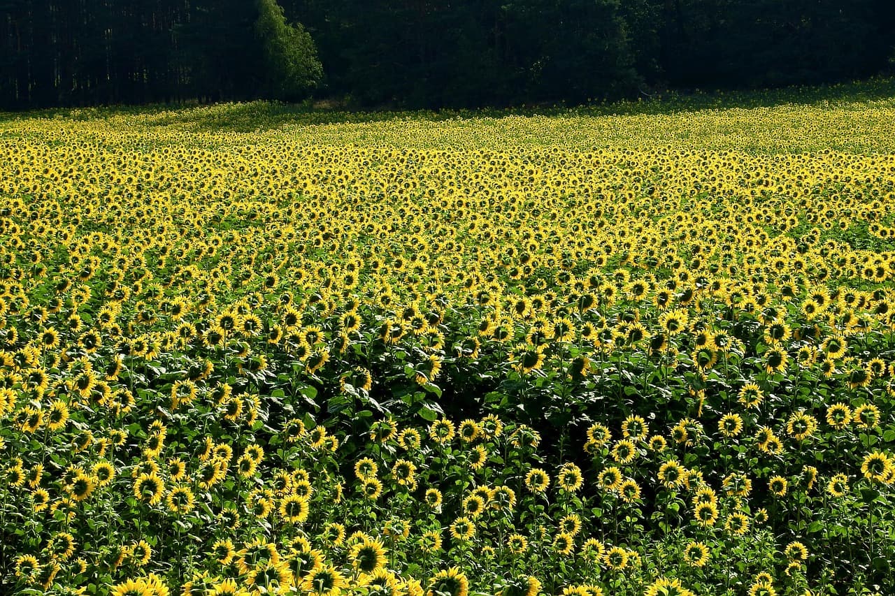 Les remorques agricoles à benne : choix, avantages et utilisations