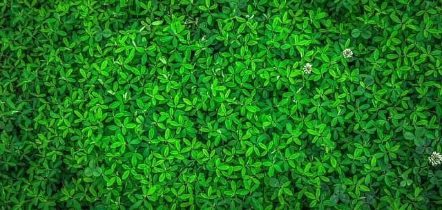 Les meilleures remorques agricoles pour une exploitation durable