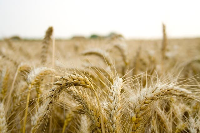 Les avantages des remorques agricoles pliables pour votre exploitation