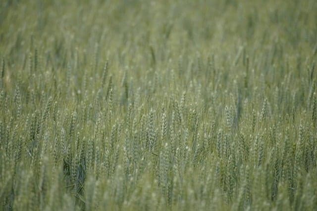 Comment bien sélectionner votre remorque agricole pour un usage optimal