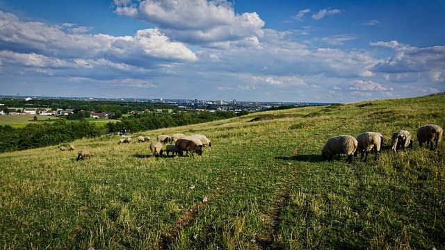 Les remorques agricoles à benne basculante : avantages et inconvénients