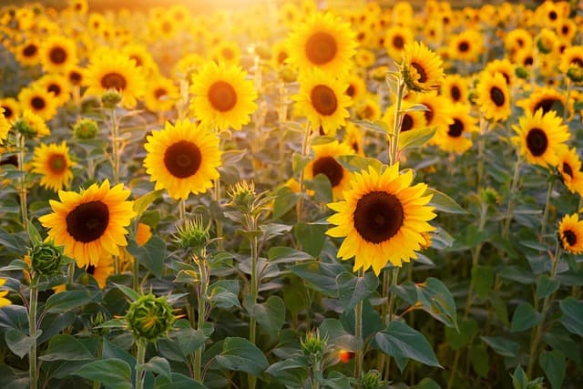 Top 5 des remorques agricoles à benne basculante